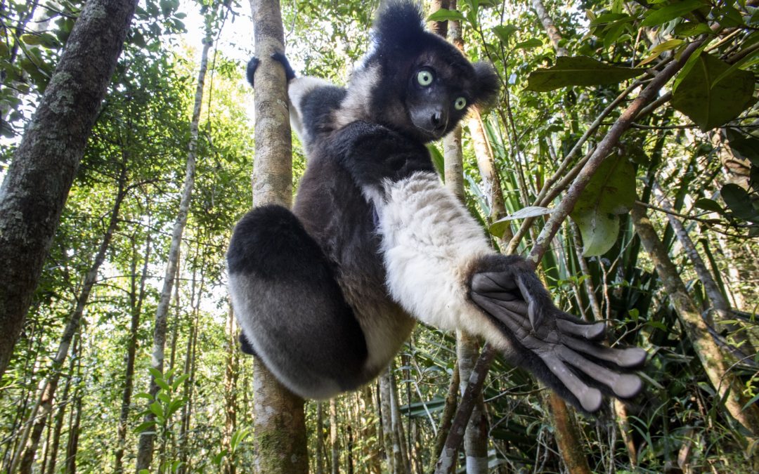 Indri reaching towards camera